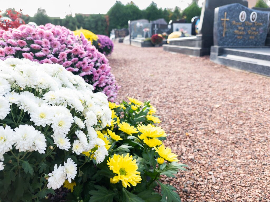 Colorful chrysanthemums flowers on graveyard in front of a tombstone during all saints day and all souls day, to commemorate loved ones that passed away.