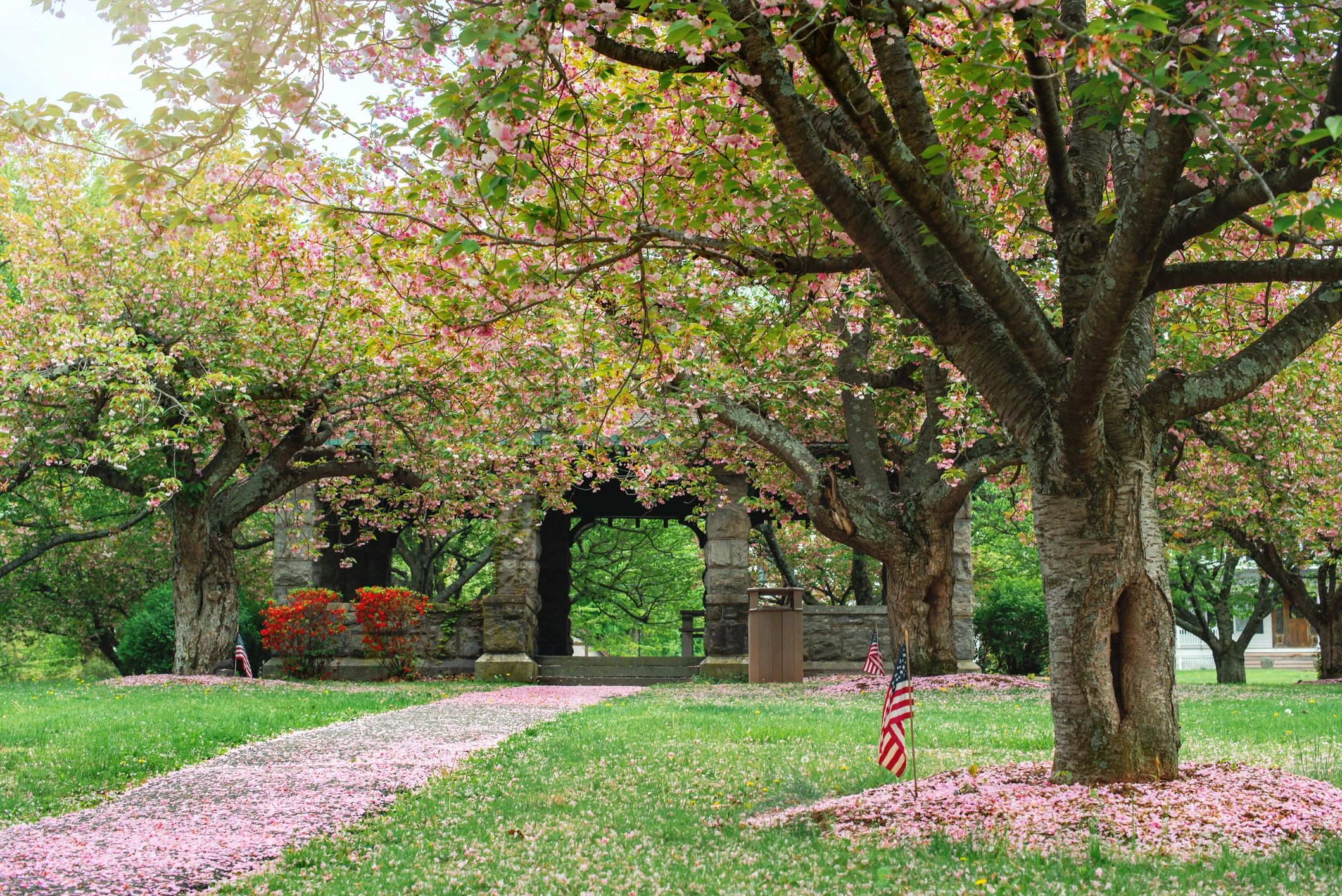 Peaceful pathway with blossoms suggesting remembrance and reflection